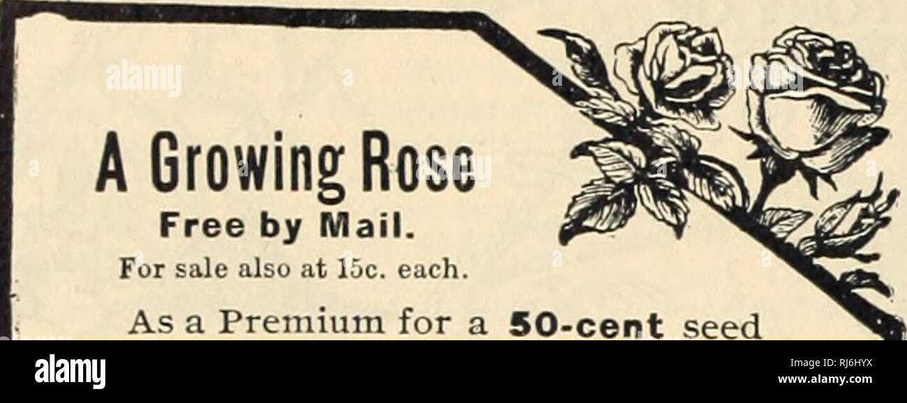 . Wahl Blumen Samen. Blumen Samen Kataloge; Samen Kataloge. MISS EMMA V. WEISS. RErMIUMS 52? 1898. Eine wachsende Rose Frei von Mai zum Verkauf auch bei 10 C. jeweils als Prämie für einen 50-cent Samen bestellen. Eine starke, Topfpflanze eines der folgenden Sorten. Auch eine zweite Wahl: La France, Brautjungfer, Belle Siebrecnt, Perle, Braut, Souvenir de Wootten.. Bitte beachten Sie, dass diese Bilder sind von der gescannten Seite Bilder, die digital für die Lesbarkeit verbessert haben mögen - Färbung und Aussehen dieser Abbildungen können nicht perfekt dem Original ähneln. extrahiert. Emma V. Weiß (Firma: M Stockfoto