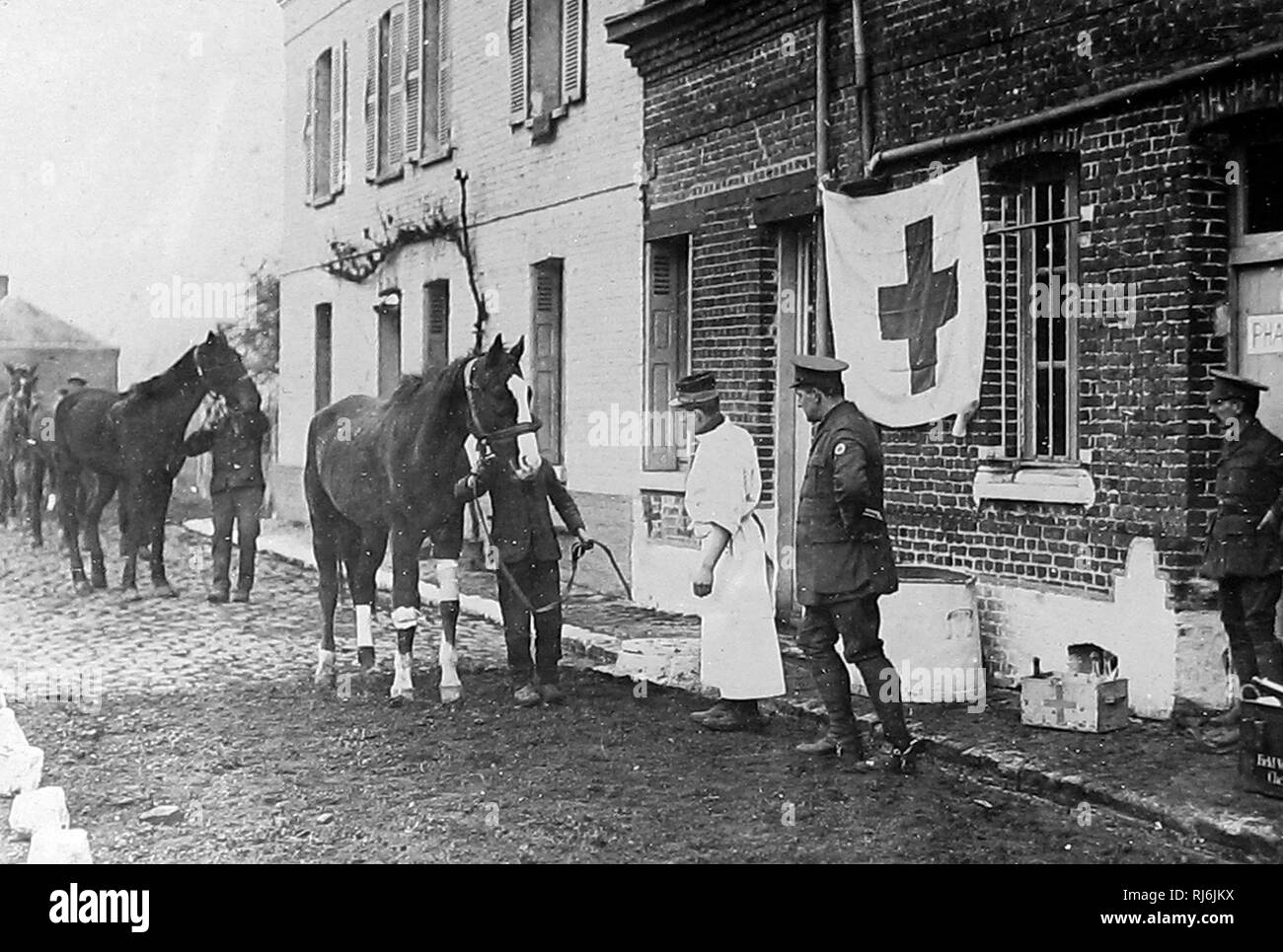 WW 1 blaues Kreuz Gesellschaft Pferd Krankenhaus Stockfoto
