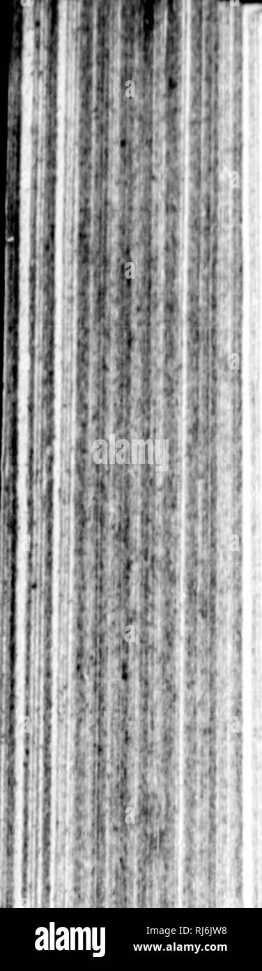 . Manuel d'Gartenbau pratique et d'Baumzucht fruitière [microforme]. Baumzucht fruitière; Jardinage; Obst - Kultur; Im Garten arbeiten. Mm |: I. Bitte beachten Sie, dass diese Bilder sind von der gescannten Seite Bilder, die digital für die Lesbarkeit verbessert haben mögen - Färbung und Aussehen dieser Abbildungen können nicht perfekt dem Original ähneln. extrahiert. Laroque, G. Québec: J.-A. Langlais Stockfoto