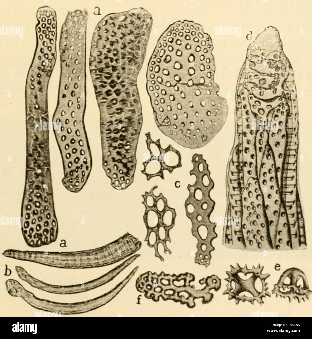 . E? chinodermes. Stachelhäuter. 110. - Cncumnvia lergestina latérale, vue de deux Exemplare dilléiemiueiil incurvés, X2..lu,. 111. - Cucumaria lergestina; ein, Plaketten des téguments, l'inférieure Vue de profil sur la moitié de sa Länge, X^^b, bâtonnets: c. Plaketten zerkleinert, X" •&gt;: D, extrémité d'un Tube ambulacraire; e, corbeilles;!, Corpus-oden crépus. V190 d-t&gt; l e d'aiirès H. Prinurii).. Bitte beachten Sie, dass diese Bilder extrahiert werden aus der gescannten Seite Bilder, die digital haben für die Lesbarkeit verbessert - Färbung und Aussehen dieser Abbildungen können nicht perf Stockfoto