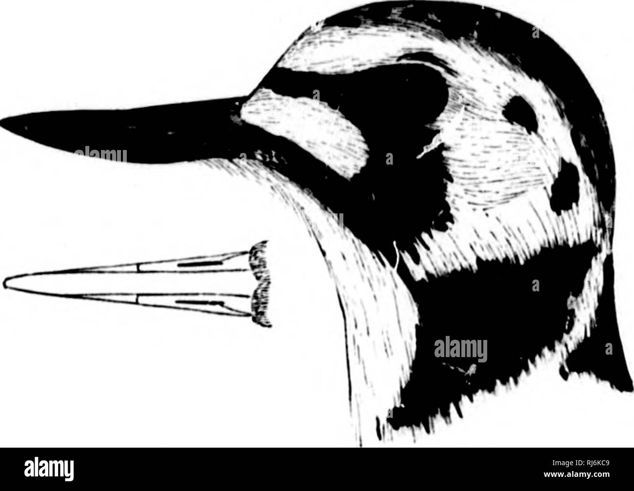 . Das Wasser Vögel von Nordamerika [microform]. Vögel; Wasser - Vögel; Oiseaux; Oiseaux aquatiques. Â i i i lis Wenn 120 COCIAL GIIALLATORE PR^^! Â LIMIC' OL ^. Remuiiider der unteren Teile, oberer Teil der tla-ntiiip, obere Endstück - toverta, und Enden der Secondaries, reines Weiß. BreeiUny-tiie: Uppi jdum''r jtarts dr. Eisige lilaciiish, die wiiii, '- covorta Li^' Hdp-r, lUDro bräunlich Grau, tlie featliei zeigt dunklere Zentrum -; zurück und scapuhus wenig, wenn überhaupt, mit rufous vielfältig; Krone dusky, unifoni, oder Streifen auf. Spriinj (und Winter.') p/nimtrje: Ujjper Teile nii. xed Schwarz und briglit lufous, Letztere c Stockfoto