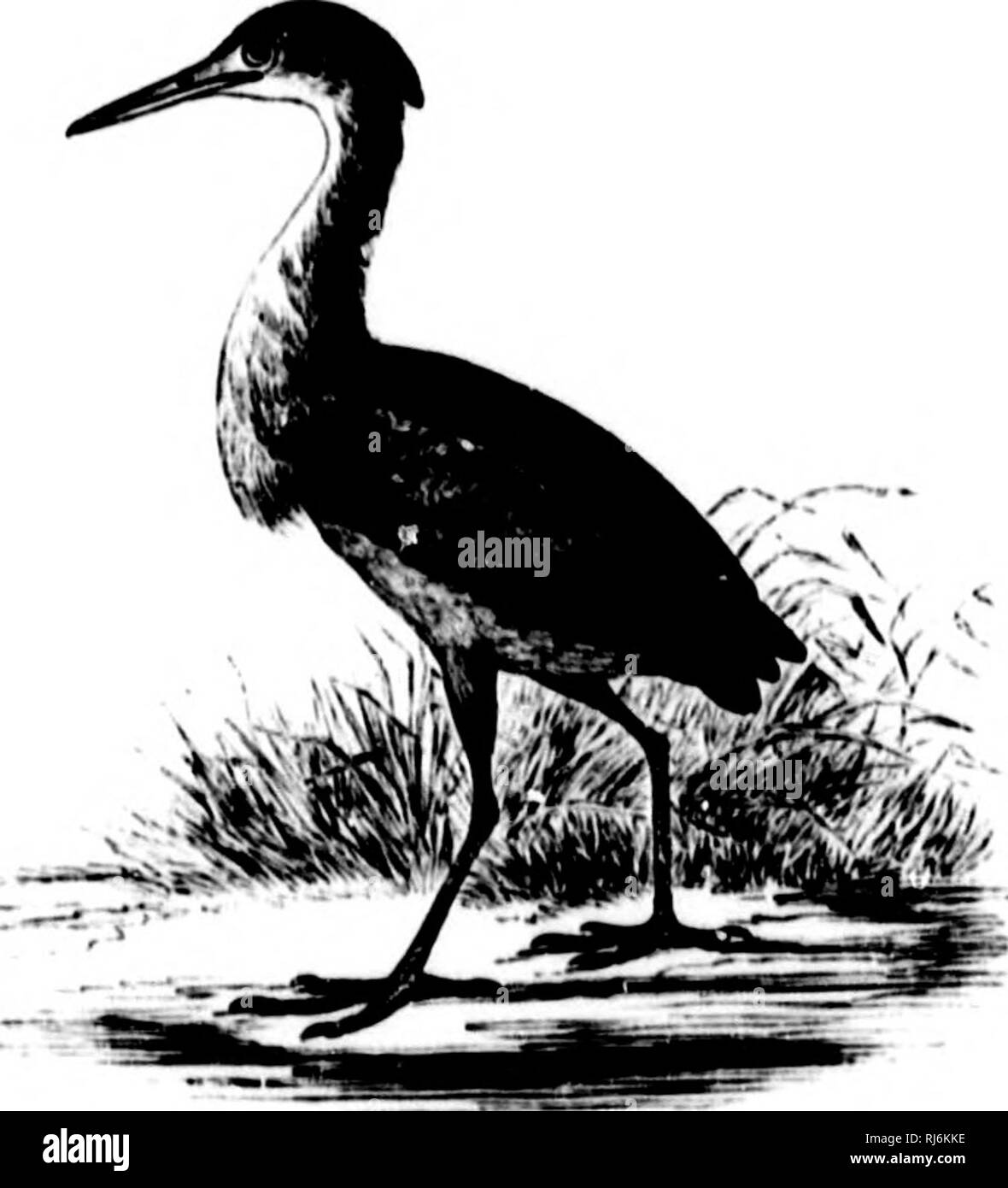 Das Wasser Vogel Von Nordamerika Microform Vogel Wasser Vogel Oiseaux Oiseaux Aquatiques M Ardkid K A