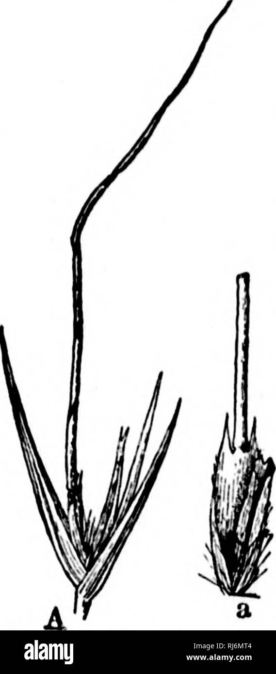 . Gräser von Nordamerika [microform]: Die Gräser klassifiziert, beschrieben und jeder Gattung dargestellt, mit Kapiteln über ihre geographische Verteilung und eine Bibliographie. Gräser; Futterpflanzen; Graminées; Plantes fourragères. 388 POACE. E. mehr richtig) ist muoli roducod. llerbiirium spociiiiens aus dem Eu-Seil, wenn trocken, sliow;{corriH, ull' - ich 5-3 cm. Lon ^f, 1-1,5 cm. Wick". HO. (104). Tristachya Neea. Ein^' Rost. Brus. 458. (1829). Mom-j) (&gt;;;;;;;;/o/i Presl. Ucl. eta' iik. 1:: J24 (KS; 30). Spikeli 'ts'.' - llowered, drei, sessile erhoben oder auf kurzen subeciuid pcclicels angehoben an der enils Stockfoto