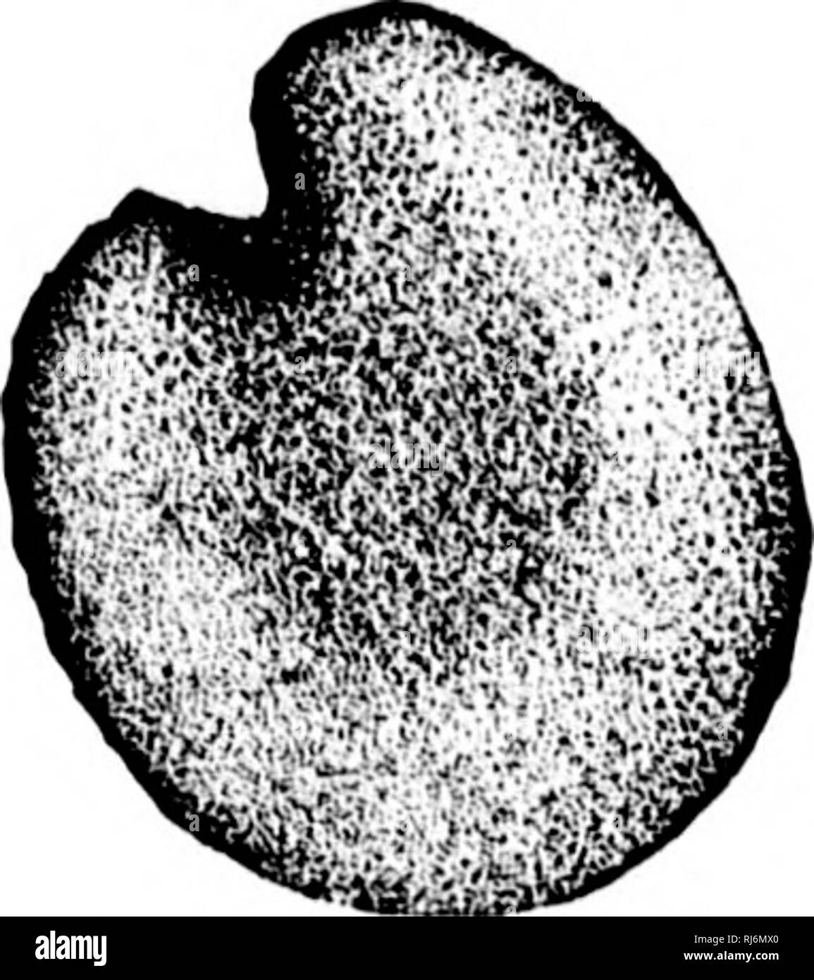 . Gräser von Nordamerika [microform]: Kapitel über die Physiologie, Zusammensetzung, Auswahl, Verbesserung und Anbau von Gräsern, Management von Gras landet, auch Kapitel über Klee, schädigenden Insekten und Pilze. Gräser; Futterpflanzen; Graminées; Plantes fourragères. Fui. "). Abb. 100. Abb. 99.-PoW? ((RtC (i iitiinccn, L. (Piirselane, '* Pusley"); a, Saatgut liegen auf der einen Seite, /), stehend auf Kante sliowing Samen verbrennen. 1x1;.". - (Sudwortli.) Abb., KiO.-- j/n/iY (intitnilifDliii, 1,. (("Oininon niailow.* 'ICH' liis Niedrige iierennial Samen frei für einige montlis im Jahr, unten eine lange, s Stockfoto