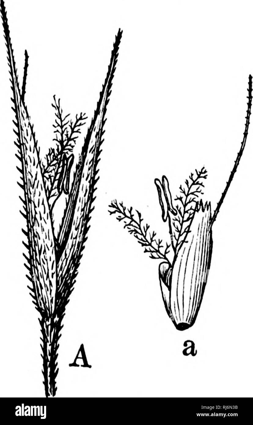 . Gräser von Nordamerika [microform]: Die Gräser klassifiziert, beschrieben und jeder Gattung dargestellt, mit Kapiteln über ihre geographische Verteilung und eine Bibliographie. Gräser; Futterpflanzen; Graminées; Plantes fourragères. AOHOSTIDK. E. 313 yollowisli sliiuing Grün, 3-8 cm lang, 1-3 cm. Durchm. Ährchen iiiirrow, sehr zahlreiche, fast verborgen durch die schlanken Grannen, die Haare an der Basis nur wenige und sehr kurze, schmale, etwa 3 mm lang; em [) ty glumes}) oder ubescent elliate, stumpf oder retusc. Elliptische, 1-durchzogen, Grannen 4-7 mm lang; blumig hüllspelze 1 mm langen, breiten Hya-line, truncate-gezackte, Jae Stockfoto