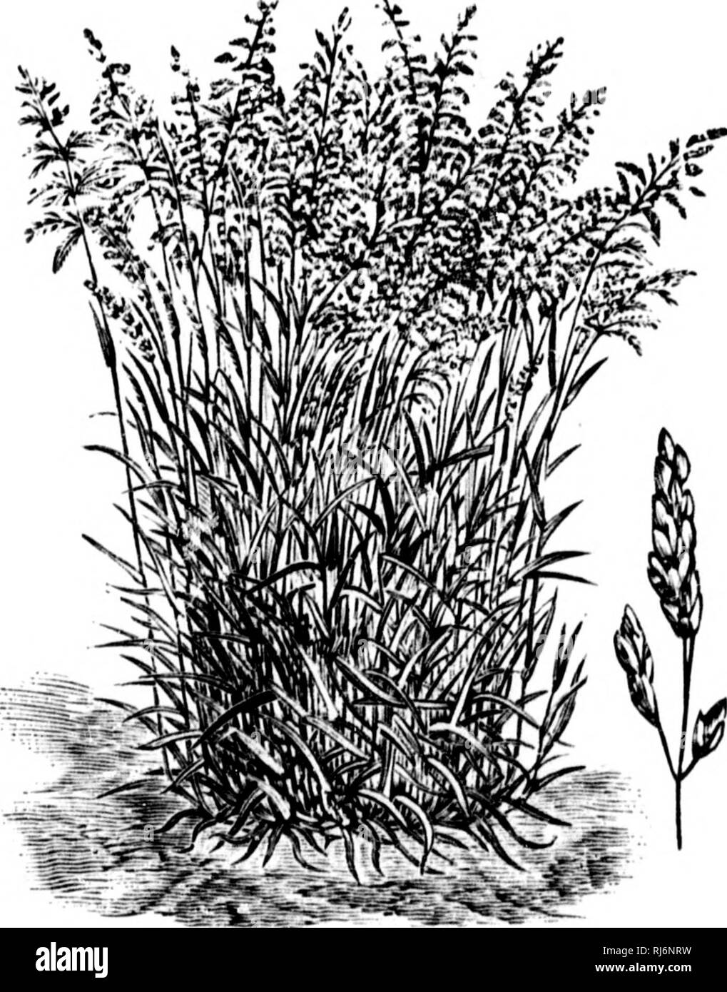 . Manuel d'Landwirtschaft [microforme]. Landwirtschaft Die Landwirtschaft. MANUEL I) AUIirCULTUUE. 475 triviali 8. âRowjh Wiese &Lt;jrass). âViviico, hÃ¢tif; foin fin, de bonne Qualità ©, se ramollissant beaucoup plus de sÃ©chant que Celui du paturin-des-Prés; pÃ¢ Taufers, prÃ©s, gazons; bien vient à l'omb ^' e; tous Terrains, Sauf les calcaires trÃ¨s Sek.; * lÃ©sistant À la sÃ©cheresse que le paturin de-i fy' V/. Abb. 240. Ân 'alurin Commun. prÃ©s, dutjuel Il se distinque par sa lige un peu unhöflich au toucher et par La ligule membraneuse de La Feuille qui est Longue et aiguÃ". Convient mieux que le prÃ© Cà © d Stockfoto