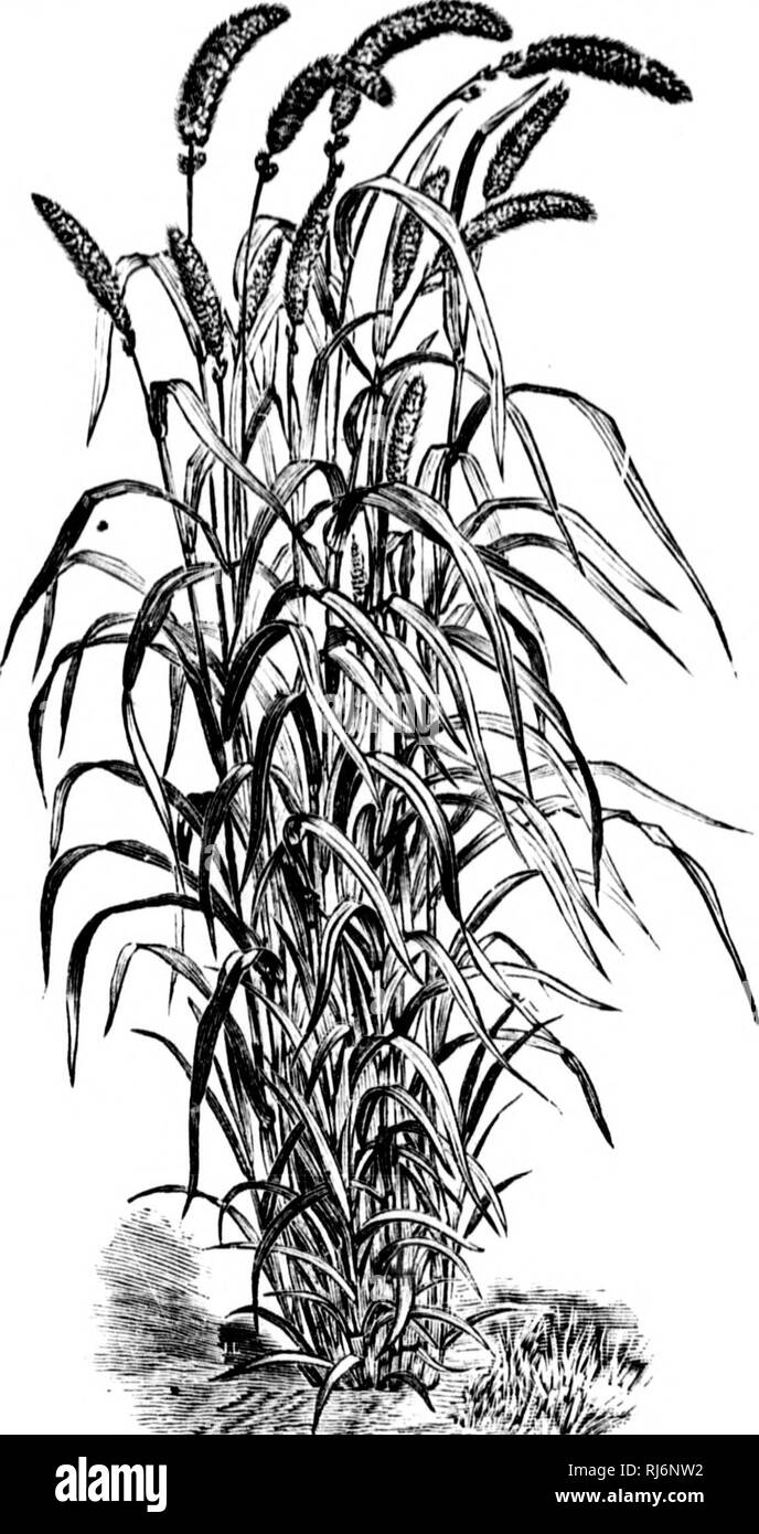 . Manuel d'Landwirtschaft [microforme]. Landwirtschaft Die Landwirtschaft. '%Einrichtung ¯ MllM 472 LIVUE DES CERCLEH ACJRrroLEH. 1044. Hirse du Canada. Â^Iil Sauvage. EIN [uhlon - borgiÃ® i glomerutu; wilde Timotheus.) âHauteur 3 piedb.. Abb. 238. âMo' iade Hongrie. Vivace, trÃ¨s Rustique, tardif; a donnÃ© de fortes rÃ©coltes à Ottawa; trÃ¨s appÃ©tÃ©]) Ar les animaux. Pousse Montal. Bitte beachten Sie, dass diese Bilder sind von der gescannten Seite Bilder, die digital für die Lesbarkeit verbessert haben mögen - Färbung und Aussehen dieser Abbildungen können nicht perfekt dem Original ähneln. extrahiert. Barnard, Ãdouard-A Stockfoto