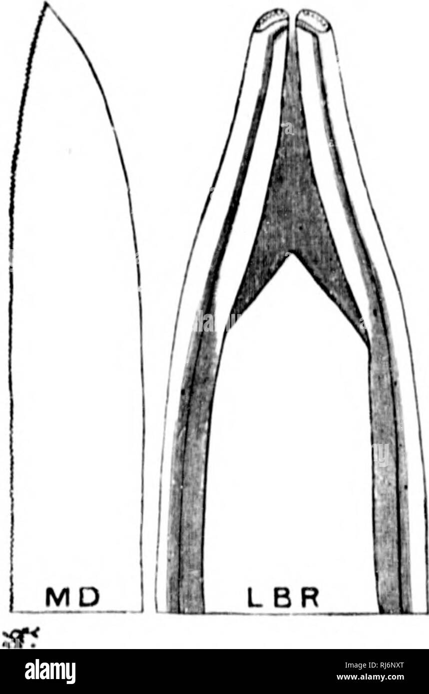 . Taschenlampen auf Natur [microform]. Insekten; Pflanzen; Insectes; Plantes. 256 FLASMi. ir.nTs auf NvrrRK dann coiiK-Lanzetten, die hippci s, und die tunguc und Letztes ot Alle, die Unterlippe. In Nr. 12, das noch mehr Hij^^ nilied iily Nia, haben wir die wesentlichen Teile der Blut saugende Apparate (.[uite klar für uns. Hier ist die Spitze des linksseitigen Reversierhebels Der labi Imi, oder Oberlippe, formin &lt; 4 die Vorderseite der j^ roove oder Hülle, in der die Lanzen. Sein Ende ist stumpf, damit es in der Nähe aj 4 ainsttheminute Loch gebildet durch die Lanzen gedrückt werden. MI) ist die scharfe Spitze einer der zwei Lanzen, Stockfoto