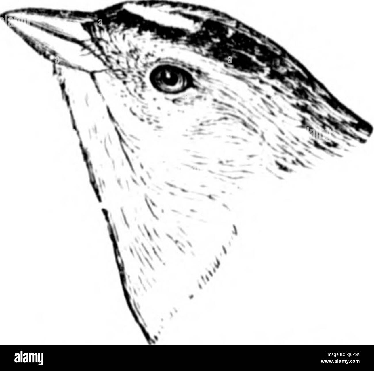 . Die Vögel des östlichen Nordamerika bekannt, dass östlich des 90. Meridian [microform]. Vögel; Vögel; Oiseaux; Oiseaux. 228 KKV ZU TIIK niRIXS von EASTKKN NOUfll AMEUrCA. FAAIILY FRINGILLID^. Spatzen, Finken, fichtenkreuzschnabel, etc. Erste primäre, nicht sliort, nie weniger als zwei Drittel so lang als zweite oder dritte; Bill, Stout und Konischen; Nase hoch, in der Nähe der culmcn;PRI-maries, 9; Tarsus, abgeflacht. Gruppe 1. Flügel, 1,75 und 2,13 Zoll lang. Ich "bis der Kopf, schwärzlich, mit tawny Streifen in der Mitte, iiiitl tawiiy strijx! Über caoh Auge. Die leconte Spatz. AiniiKKlniunix hri> nU'U ? Siehe Stockfoto