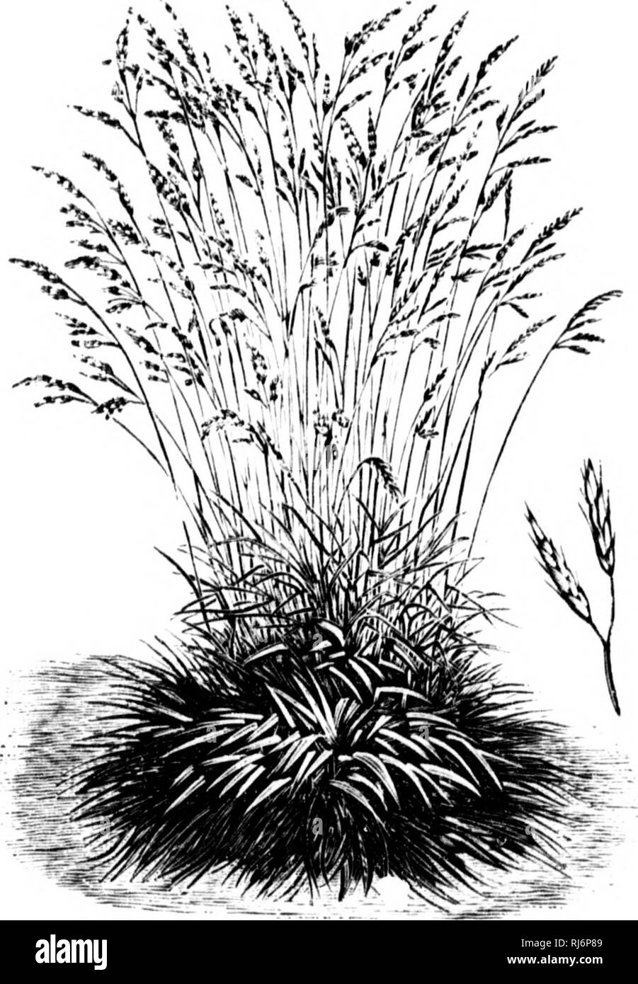 . Manuel d'Landwirtschaft [microforme]. Landwirtschaft Die Landwirtschaft. MANUEL I) AUillCULTURE. 453 I (| ^ uo Celle keine sauridt La Graine ressemble beaucoup à Celle du Ray-grasB anglais et ne peut en Ãªtre distinguÃ © e que fort difficilement, Bien qu'un]) eu plus lÃ©gÃ¨re. (1) | nsis; 3 Ieadow trÃ¨s-qualltÃ ©; nw les pÃ¢ Taufers ea. Abb. 2' 20. âFÃ © tuque Rouge. 1025. FÃ© tuque Rouge. Â (Festuca duriuseula; JLtrd schwingel). âVivace,]) roduc' tive, assez hÃ¢, trÃ¨s Langlebig, chaume Plein, feuillu, foin fin et de trÃ¨s bonne Qualità ©: (1) Ces deux variÃ©tÃ©s de fÃ© luques sind fortement recominfindÃ © es, ein Stockfoto