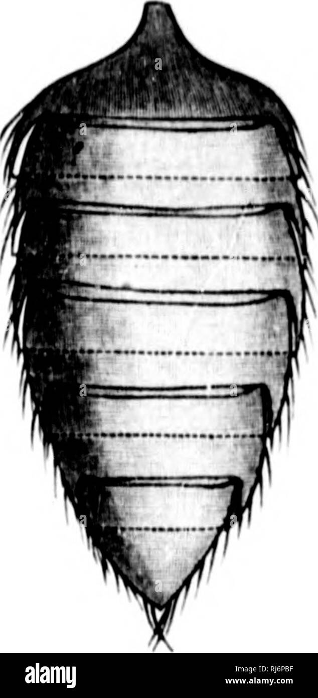 . Taschenlampen auf Natur [microform]. Insekten; Pflanzen; Insectes; Plantes. TnK erste Pai "KK-Makkr 177; iiict', um das Insekt, und Ami liotli Wespen Bienen haben daher aufwendige iniishes für keepiiij^ diese wertvolle Organe sauber und gepflegt und in Ordnung. Erinnern Sie immer Nie der Bürsten ich mich für cleanin} 4 der Typ in meiner Maschinenschreiben Maschine verwenden. Der antenn: e-Bürste von der Wasp ist auf ein Bein fest; die genaue Lage auf dem Bein als Ganzes ist in der oberen Abbildung gezeigt; seine Details und verschiedene Teile werden weiter ausgebaut. Auf der linken Seite ist die grobe oder große - toot Stockfoto