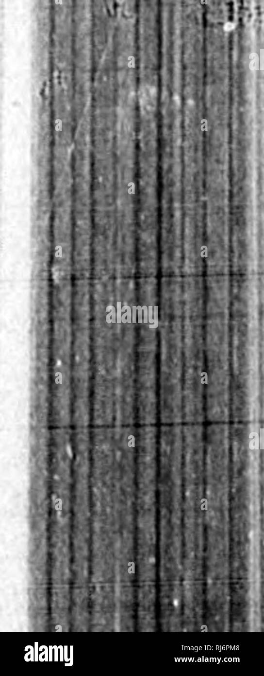 . Manuel d'Landwirtschaft [microforme]. Landwirtschaft Die Landwirtschaft. MANUEL I) AURKMILTUttR. 351 comme s'aceordant Lo mieux avec Lu j) ralique, Les Prix suivantB (Pu correifjxjndcnt trÃ¨s ajqiroximaticernent au [ii "ix Moyen de la t de Foin: [)^ cuntin Gießen 1 11 *. df sucnÃ® S digostibles • l" Iil. (Le protÃ©Ino-Id. "J" M. de graisse-Id. Â¢ Jl est Facile, sur ces Bases, de calculer la valeur alimcn - laire desdittÃ © renls fourrages, exprimÃ©e en Argent, et d'en Einrichtung des Ã©duire quioaletits nutritifs ceonomiqucs, ou poids relatifs de Divers fourrages ayant mÃ©mo valeur alimen-taire, Mönch Stockfoto
