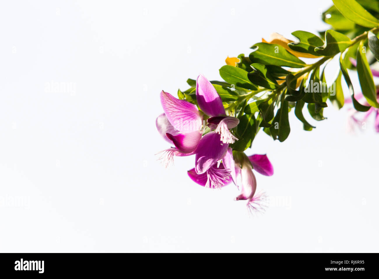 Nahaufnahme von einem Zweig von Adenia fruticosa und schön rosa petite Schmetterling Blüten mit weißen Hintergrund. Stockfoto