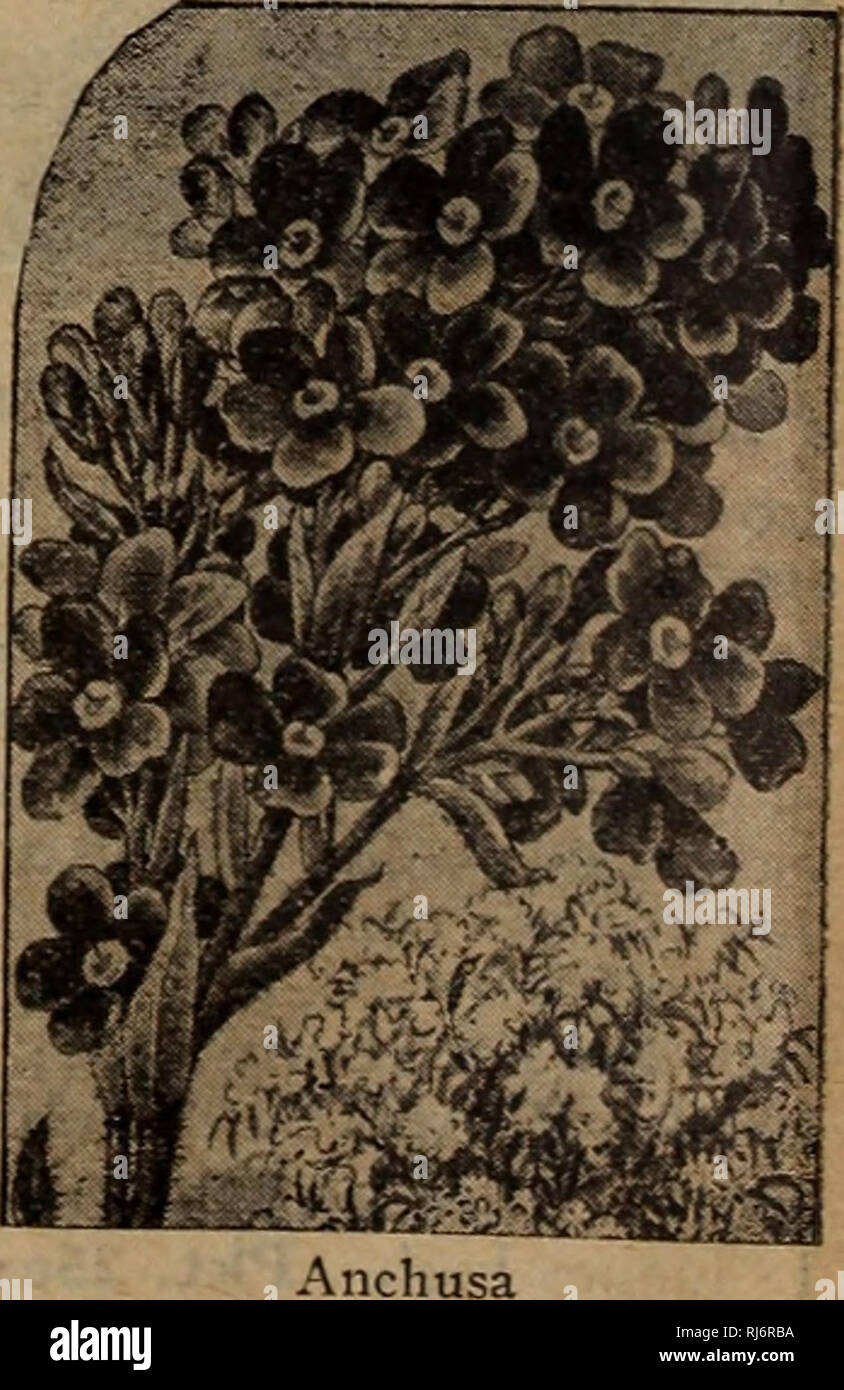 . Childs' Feder Katalog: 1927 52 Jahr. Verkaufskataloge Samen; Baumschulen (Gartenbau) Kataloge; Gemüse Samen Kataloge, Leuchtmittel (Pflanzen); Samen Samen Kataloge Kataloge Kataloge; Blumen; Obstbäume Kataloge; John Lewis Childs (Firma); kommerzielle Kataloge; Baumschulen (Gartenbau); Gemüse; Lampen (Pflanzen); Samen; Blumen; Obstbäume. (Siehe illustra- unten.) winterharte Pflanzen mit blau oder violett Trompete geformte Flow-ers in Lose, verzweigte Köpfe. Gut für Grenzen; auch zum Schneiden. Wenn Blumen sind nicht erlaubt Der eed zu gehen, werden den ganzen Sommer über blühen. 50160 Capensis. (Jährl.) Blau für-ge Stockfoto