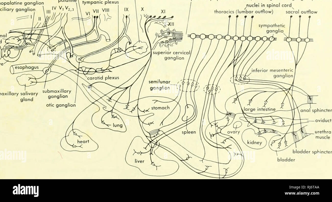 . Stellung der Morphologie. Morphologie (Tiere); Chordata. chordo tympani Zweig ohrspeicheldrüse Speicheldrüsen sphenopalatine ganglion Palatin^ Membrana Plexus ciliary Ganglienzellen,,, Ich* 'Ich'' 2,3 Tränendrüse Auge Teil des sympathischen Kette (einschließlich Stellate Ganglion) ouf Kerne im Rückenmark thoracics Links (Lws Outflow) Sakrale auslaufen. Â Â Â Â Â Â ICH - submaxillary submaxillory Speichel-,. ''.  ", Ganglion Drüse otic ganglion Blase schliessmuskel der Blase A. mesenterica superior ganglion Abbildung 13-3. Autonome System Der TETRAPOD. (Nach Goodrich, 1930) lature des dritten Arch (hyoid) und die ohrspeicheldrüse sahv Stockfoto