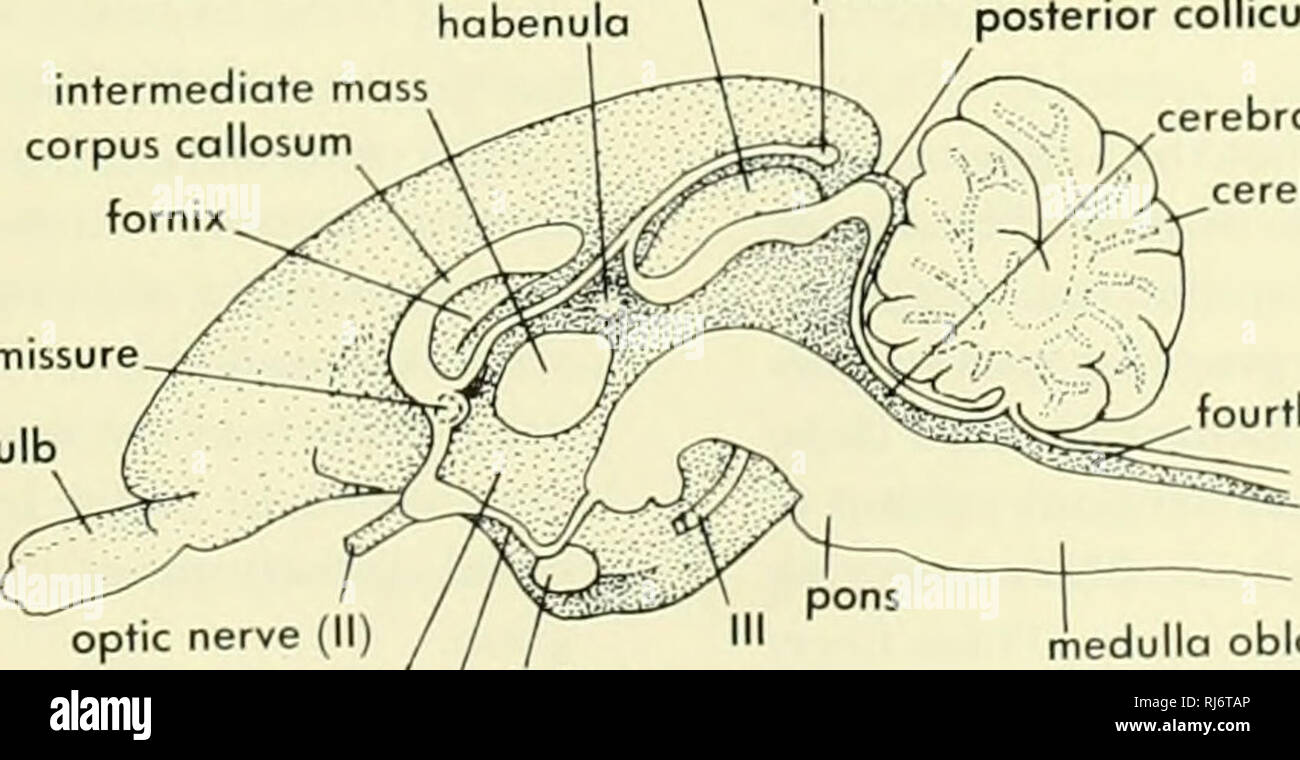 . Stellung der Morphologie. Morphologie (Tiere); Chordata. anterior I i r i ii ich Hobes ot cerebellu posterioren J Medulla oblongata queduct vomeronasal Nerv anterior commissure Optic chiasma 'B OPOSSUM Massa intermedia Hypophyse dritten Ventrikel anterior Colliculus (Optic lobe) habenula intermediate Masse Corpus callosum fornix. anterior commissure Riechkolben. Kaninchen Sehnerv dritten Ventrikel/Hirnanhangdrüse hypothalamus posterioren Colliculus zerebrale Aquädukt Kleinhirn vierten Ventrikel Medulla oblongata Abbildung 13-2. Semidiagrammatic medial auf der rechten Gehirn Hälften der drei Säugetiere. (Eine nach Stockfoto