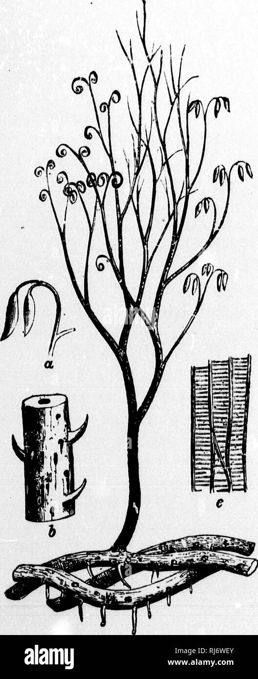 . Die Kette des Lebens in der geologischen Zeit [microform]: Eine Skizze über den Ursprung und die Nachfolge von Tieren und Pflanzen. Paläontologie; Paläobotanik; Paléontologie; Paléobotanique. Der Ursprung des pflanzlichen Lebens AUF DEM LAND. 95 zu uns sind Marine; und die meisten von ihnen waren wahrscheinlich in einer Entfernung vom Land gebildet, so dass es wenig wahrscheinlich ist, dass ein Land pflanzen. Abb. ^ Ich.- PdlopJtyionprinceps {T) x.). Oberen Silur und Devon. Wiederhergestellt. Bitte beachten Sie, dass diese Bilder aus gescannten Seite Bilder, die digital haben für die Lesbarkeit verbessert - Färbung und Aussehen dieser Abbildungen können nicht p Stockfoto