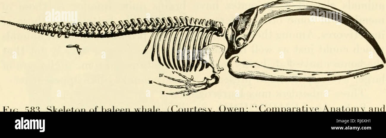 . Die chordates. Chordata. Mammalia: (Klassifizierung 767. Abb. 583. Skelett von bartenwal. (Höflichkeit, Owen:" • Vergleichende Anatomie einer Physiologie der Wirbeltiere", London, Longmans, Green & Amp; Co., Ltd.) Ich er Aussage, dass der Orbit ist in der Regel vollständig von der zeitlichen Fossa durch eine knöcherne Wand getrennt. In der Tat, es ist vielleicht fast gesagt von Pri-Gehilfen, wie der insektenfresser, die ihr am meisten charakteristische Merkmal ist das Fehlen von Markant spezialisierte Strukturen. Die Suche nach Ihnen bringt nur solche scheinbar triviale Dinge wie die flache Nägel auf die Ziffern, anstelle von Krallen oder Ho zu Licht Stockfoto