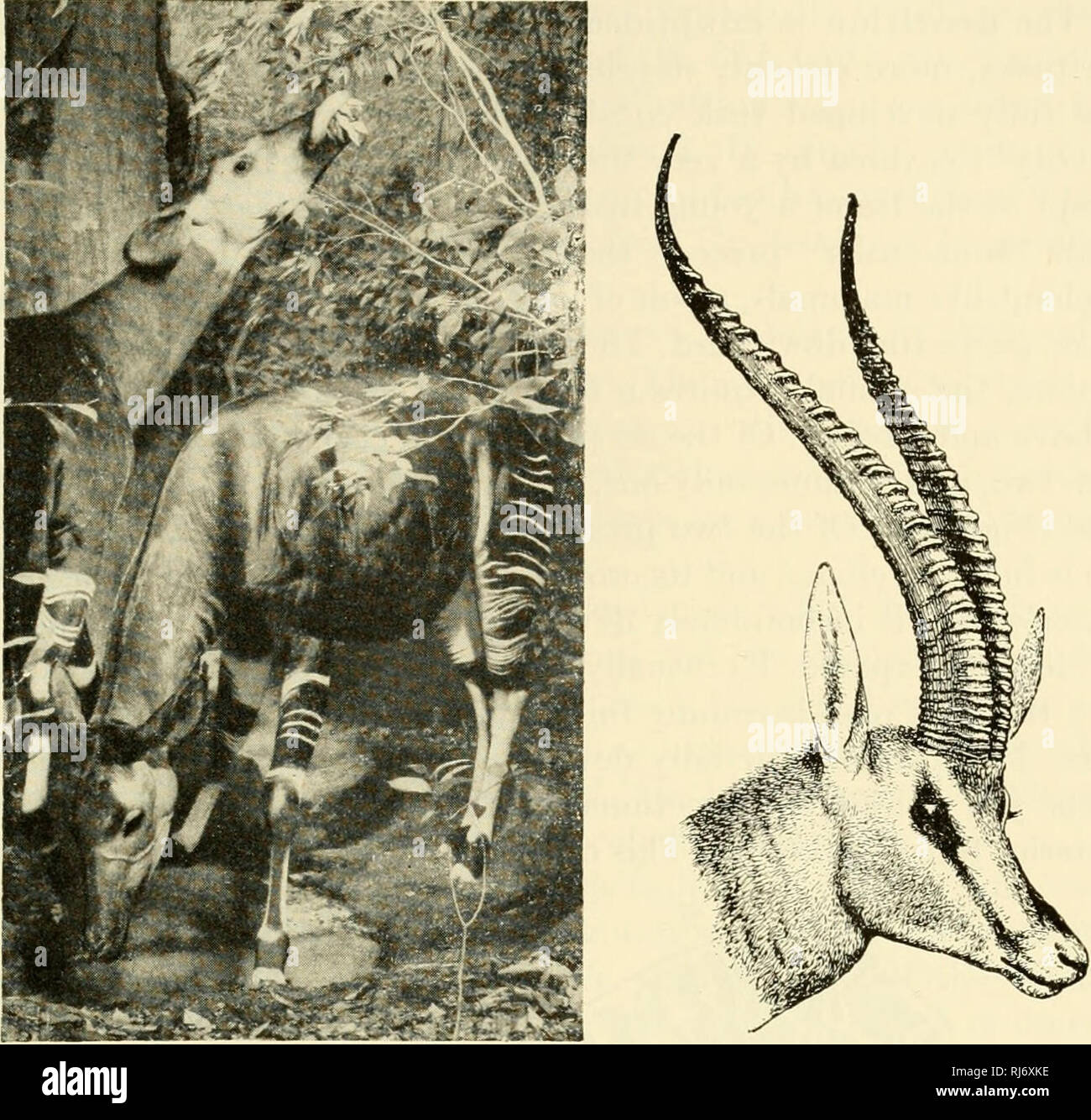 . Die chordates. Chordata. Mammalia: Klassifizierung 759. Abb. 573 {Links). Okapi Gruppe, Afrika. (Höflichkeit, American Museum of Natural History, New York.) Abb. 574 (rechts). Leiter der Antilopen, Gazella gewähren Ich. angezeigt Hörner. (Höflichkeit, Blume und Lydekker: "Einführung in das Studium der Säugetiere", London, A.&AMP;C Schwarz, Ltd.) in ein oder zwei starke Ziffern, der Elefant behält alle fünf auf jedem Fuß und alle funktionsfähig sind. Die fünf sind jedoch nicht extern frei. Weit auseinander, Sie sind in eine gemeinsame Abdeckung der Haut umschlossen, und die breite Zwischenräume zwischen ihnen sind mit De gefüllt Stockfoto