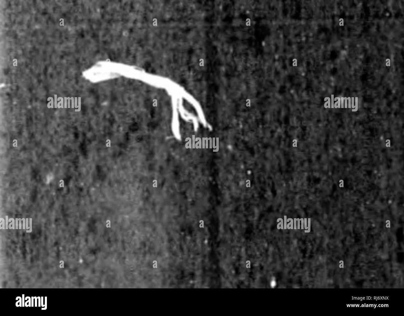 . Überprüfung der amerikanischen Vögel im Museum der Smithsonian Instution. [Microform]. Vögel; Oiseaux. 8 ÜBEREINKOMMENS. 8 t-f Sitta carolinensis, Sclatbb, S. Z 8, 1856, 293 (Cordoba); 1858,300 (Oaxaca); 1859, 363 (Xalapa), 373 (Oaxaca;. Hub. Westliche und Mittlere United States, südlich von Cordova, Mex. Wie in Vögel N. Äa, der einzige nennenswerte Unterschied zwischen dieser Arten und die Vorhergehenden ist in der viel slendticr Bill bemerkte. Die Mexican White-bellied Kleiber scheinen hier zu gehören, als die rathor Carolinensis; zumindest die Exemplare, die ich gesehen habe so. Es ist sehr schwierig, diese Differenz zu Express Stockfoto