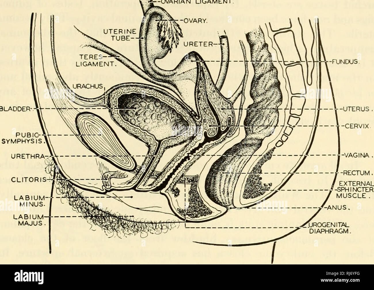 . Die chordates. Chordata. Mammalia Viszerale Systeme Ligamentum