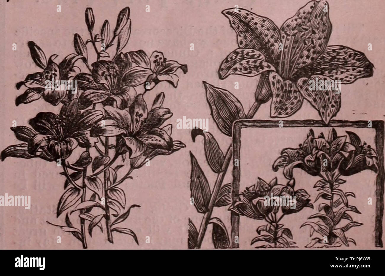 . Childs' seltene Blumen, Gemüse und Obst. Verkaufskataloge Samen; Baumschulen (Gartenbau) Kataloge; Samen; Blumen Kataloge Kataloge Kataloge; Gemüse; Obstbäume Kataloge; John Lewis Childs (Firma); kommerzielle Kataloge; Baumschulen (Gartenbau); Samen; Blumen; Gemüse; Obstbäume. G^nd SPeci° siiDLi Lilien. Diese sind die Robuststen und robusteste und kostenlose Blume-ing aller Lilien, während in der Schönheit, die ihresgleichen sucht. Rubrum - Tief irose, frei beschmutzt Crimson und meliert Weiß; perfekt exquisit. 15 c Jeder; 3 Für 35 c; 7 für 7 oc Melpomene - Worte können nicht beschreiben, die Schönheit Stockfoto