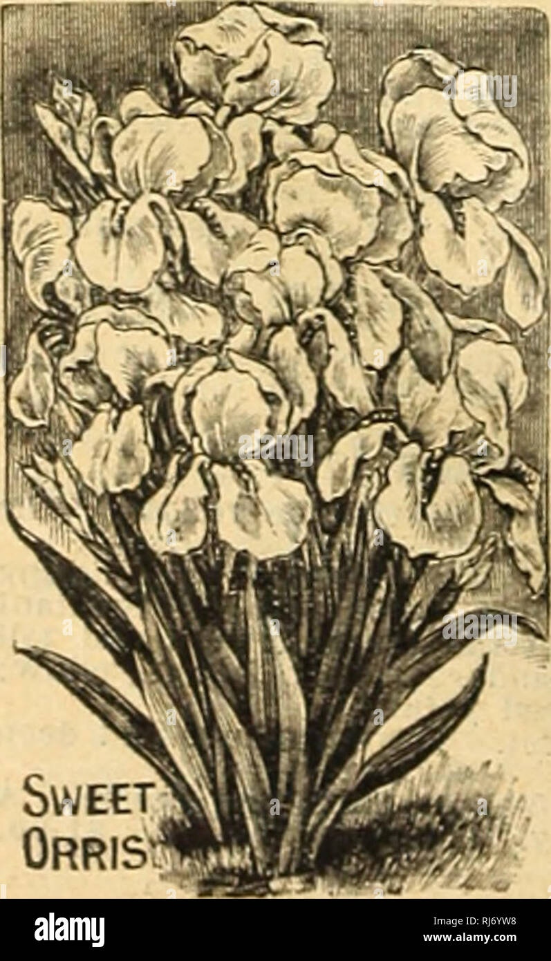 . Childs' seltene Blumen, Gemüse und Obst. Verkaufskataloge Samen; Baumschulen (Gartenbau) Kataloge; Samen; Blumen Kataloge Kataloge Kataloge ; Obst ; Gemüse Kataloge; John Lewis Childs (Firma); kommerzielle Kataloge; Baumschulen (Gartenbau); Samen; Blumen; Gemüse; Früchte. Riesige Iris, Githago Dalmatica Yirie. massive Laub und immense Blume - Stiele, ris-ing drei bis vier Meter hoch mit jeweils acht bis zwölf Ich. iagniflcent Blüten. Die Farbe der großen Blüten ist reine sky-blue. 25 c Jeder; $ 5,50 pro Dutzend. Die süsse Orris Eines der Heikelsten Parfums ist bekannt, dass der i.i Stockfoto