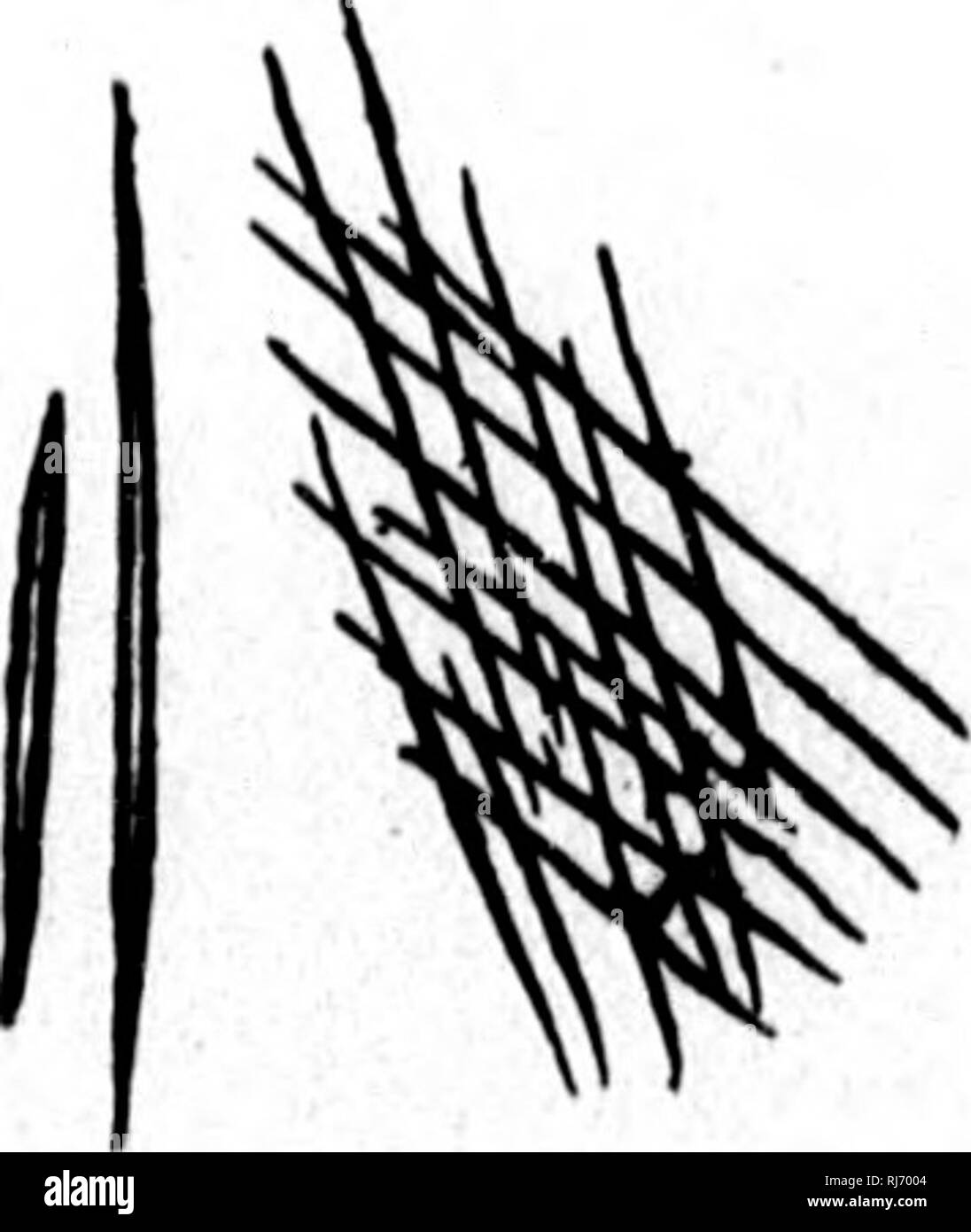 . Zusätzliche Hinweise auf fossilen Schwämmen und anderen organischen Überreste aus der Quebec Group bei wenig Metis auf der unteren St. Lawrence [microform]. Schwämme; Paläontologie; Eponges; Paléontologie. 116 KÖNIGLICHE GESELLSCHAFT VON KANADA Ge: vu 8 IIALICHONDEITES, Dn. 13.- IIalichonduitks confusus, Dawson. (Abb. 2 G.). Fio, 26.- Halic/iondrites confusus. Spicules vergrößert. Oval oder irvegiihir Massen von kleinen einfachen spicules, in Flecken von Pyrit eingebettet, und ohne konkrete Arran&lt;:; ement Der ruot spicules, kann das Vorhandensein eines halichondroid sponjre angeben. In der am besten erhaltenen Exemplare der spicules erscheinen zu b Stockfoto