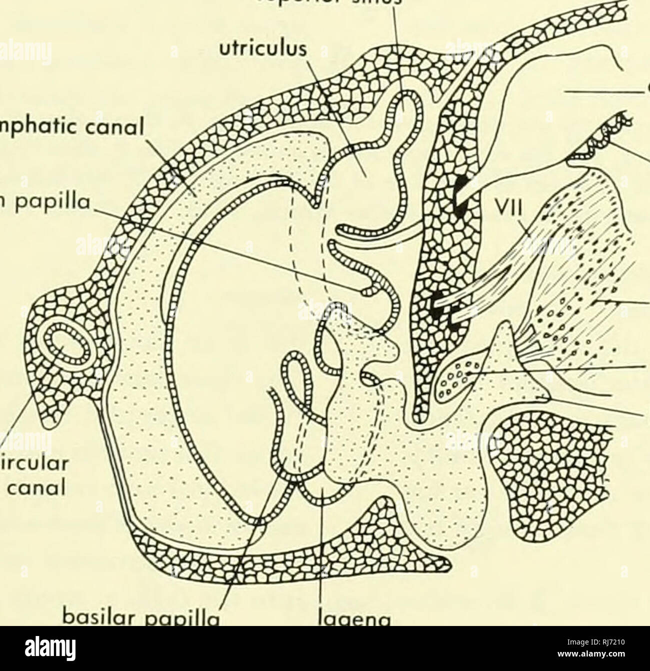 . Stellung der Morphologie. Morphologie (Tiere); Chordata. Arteria