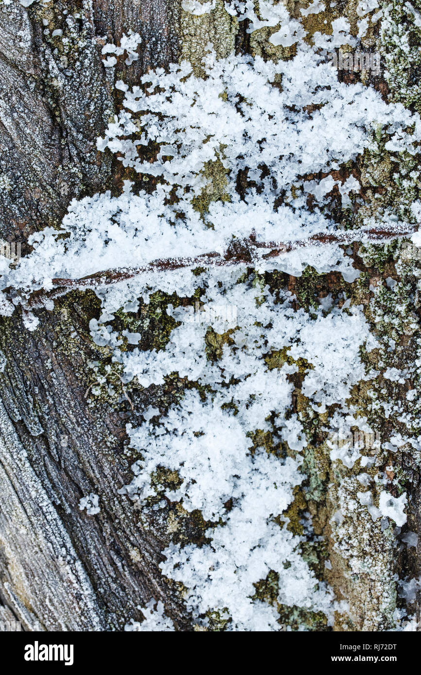 Holz mit Raureif bedeckt Stockfoto