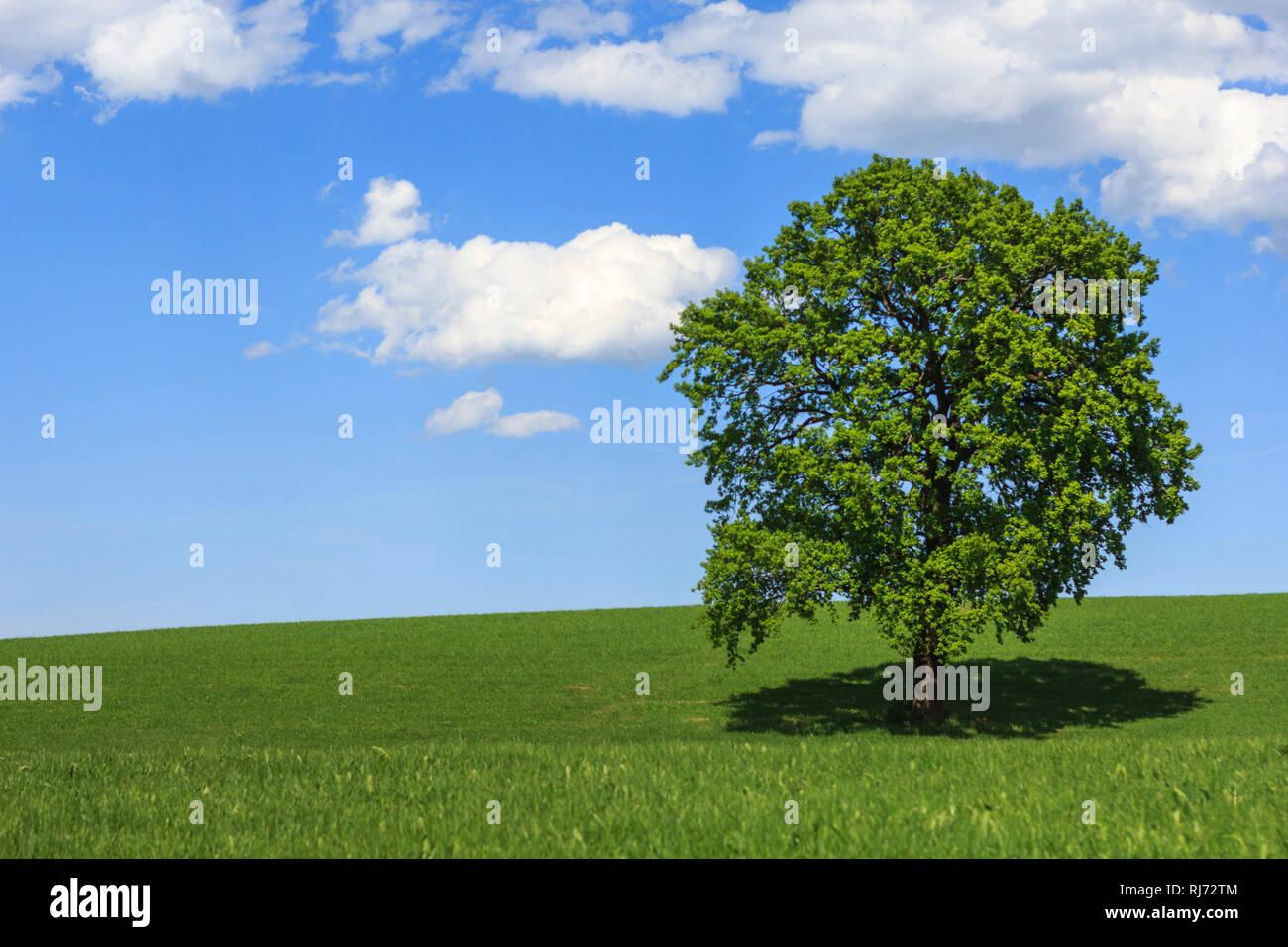 Ein gesunder Baum in grüner Landschaft, Stockfoto