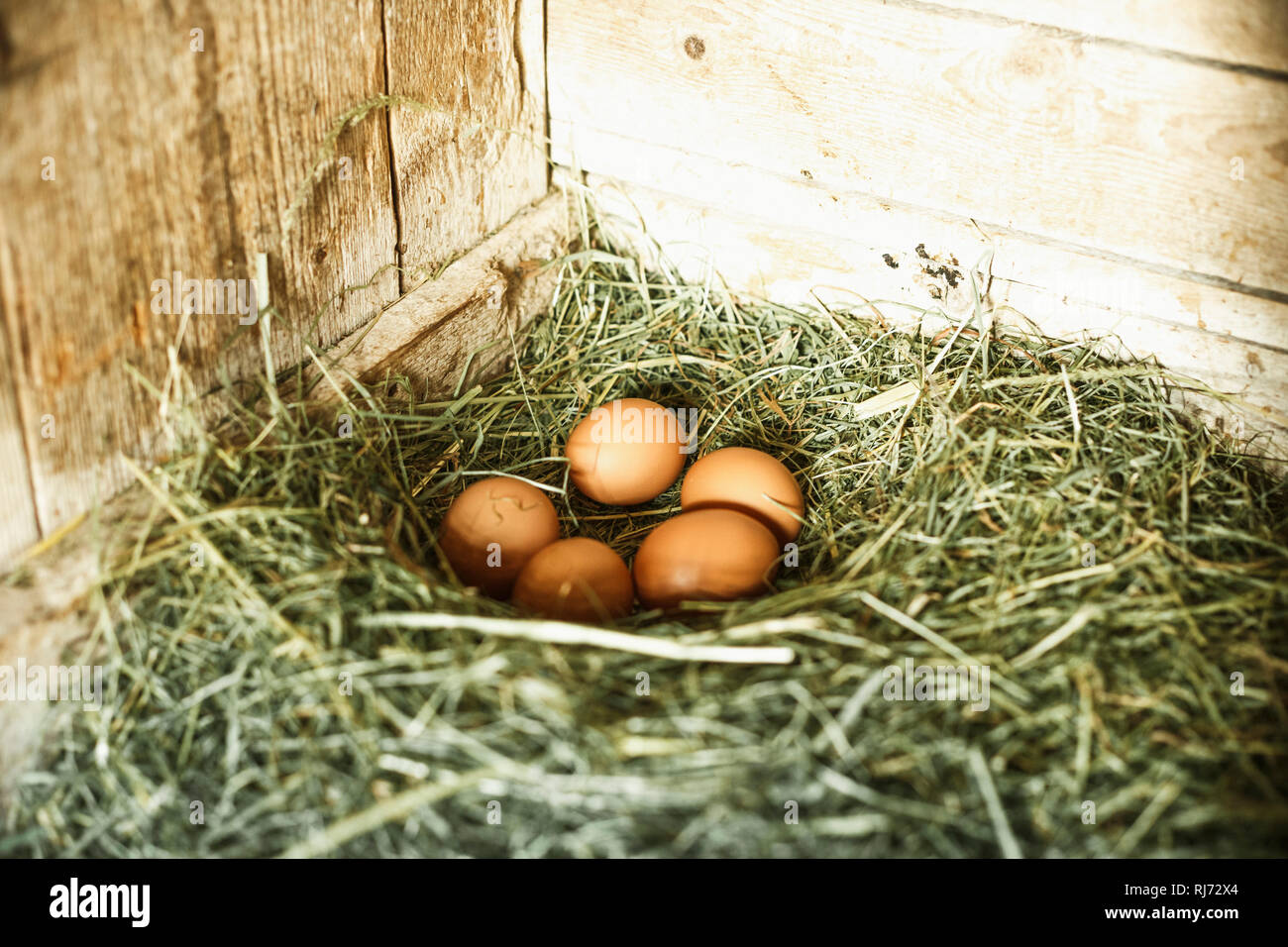 Frische Eier in einem Hühnernest im Stall, Stockfoto