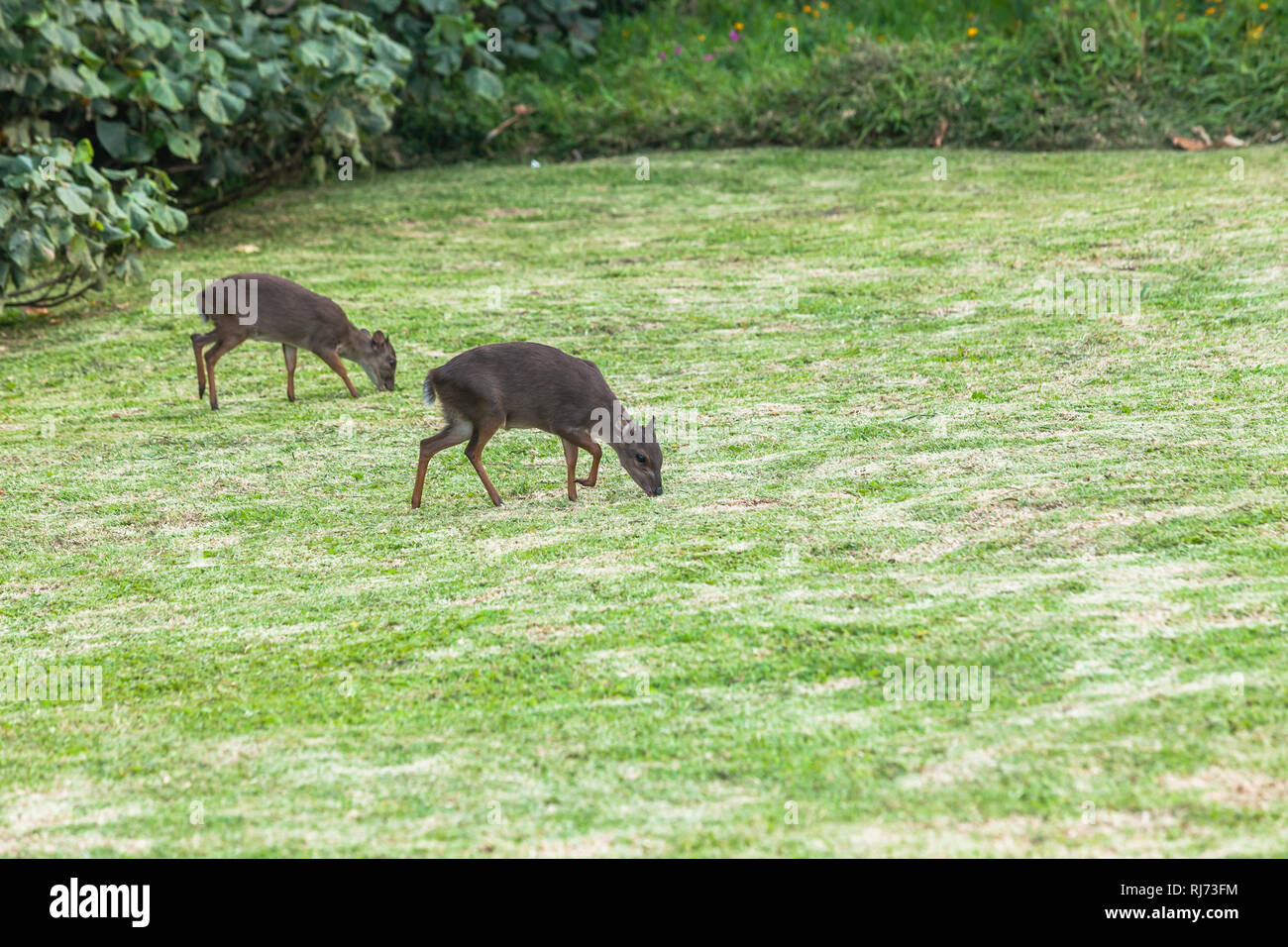 Tierwelt zwei kleine blaue Duiker buck Tiere kommen aus zu essen spät am Tag von Küste Bäume bush Lebensraum Gelände. Stockfoto