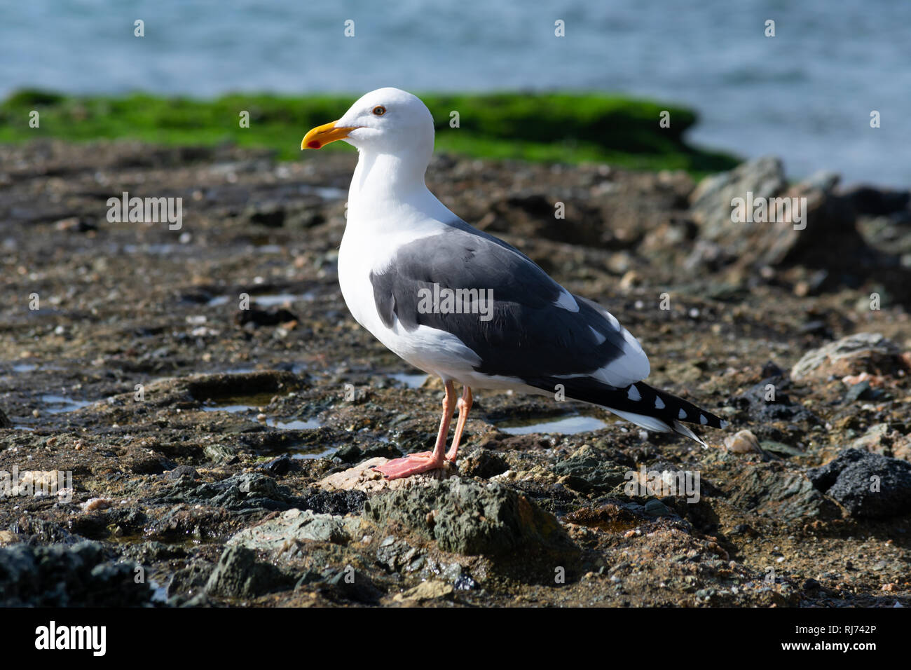 Schließen Sie herauf Bild eines Kalifornien Möwe (Larus Californicus) stehen auf felsigen Strand an einem sonnigen Tag Stockfoto