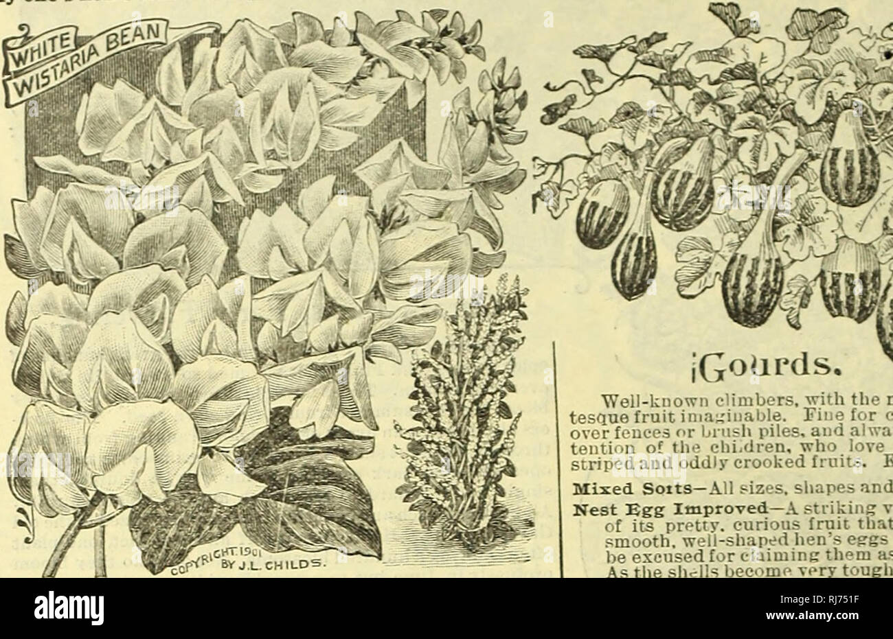 . Childs' seltene Blumen, Gemüse und Obst. Verkaufskataloge Samen; Baumschulen (Gartenbau) Kataloge; Samen; Blumen Kataloge Kataloge Kataloge; Gemüse; Obstbäume Kataloge; John Lewis Childs (Firma); kommerzielle Kataloge; Baumschulen (Gartenbau); Samen; Blumen; Gemüse; Obstbäume. 30 JOHN LEWIS CHILDS, Floral Park, N.Y., ORNAMENTALEN KLETTERER. x "nr alter Baum wird durch die anmutige und jeder Garten, jedes Haus, jeder Zaun, Mauer,*^^^* ge&amp;% verschönert?*g £ d artl^^ J°^o^e^uffiS-xS^o^ "W annuaYclimbers.. 5^ Neue Japanische blühende Bohnen. Dies ist der am schnellsten wachsende Reben k Stockfoto