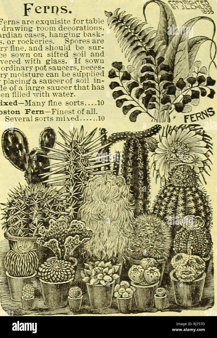 . Childs' seltene Blumen, Gemüse und Obst für 1906. Verkaufskataloge Samen; Baumschulen (Gartenbau) Kataloge; Samen; Blumen Kataloge Kataloge Kataloge; Gemüse; Obstbäume Kataloge; John Lewis Childs (Firma); kommerzielle Kataloge; Baumschulen (Gartenbau); Samen; Blumen; Gemüse; Obstbäume. Sämling HYBRID PINK. Fuchsia. Schöne Topfpflanzen, die Blüte ausgiebig zu allen Zeiten. Schnell wächst aus Samen, produziert viele feine neue Art. Gemischte Hybriden - Feinste Saatgut aus besten Doppel- und Einzelzimmer mit dem Namen sortiert 16 Procumbens - Schöne Trailer zum Aufhängen von Töpfen: Blumen am besten im Winter 10 Boli Stockfoto