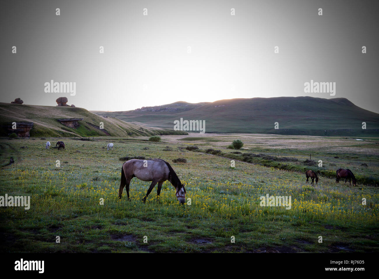 Pferde vor Sonnenaufgang Stockfoto