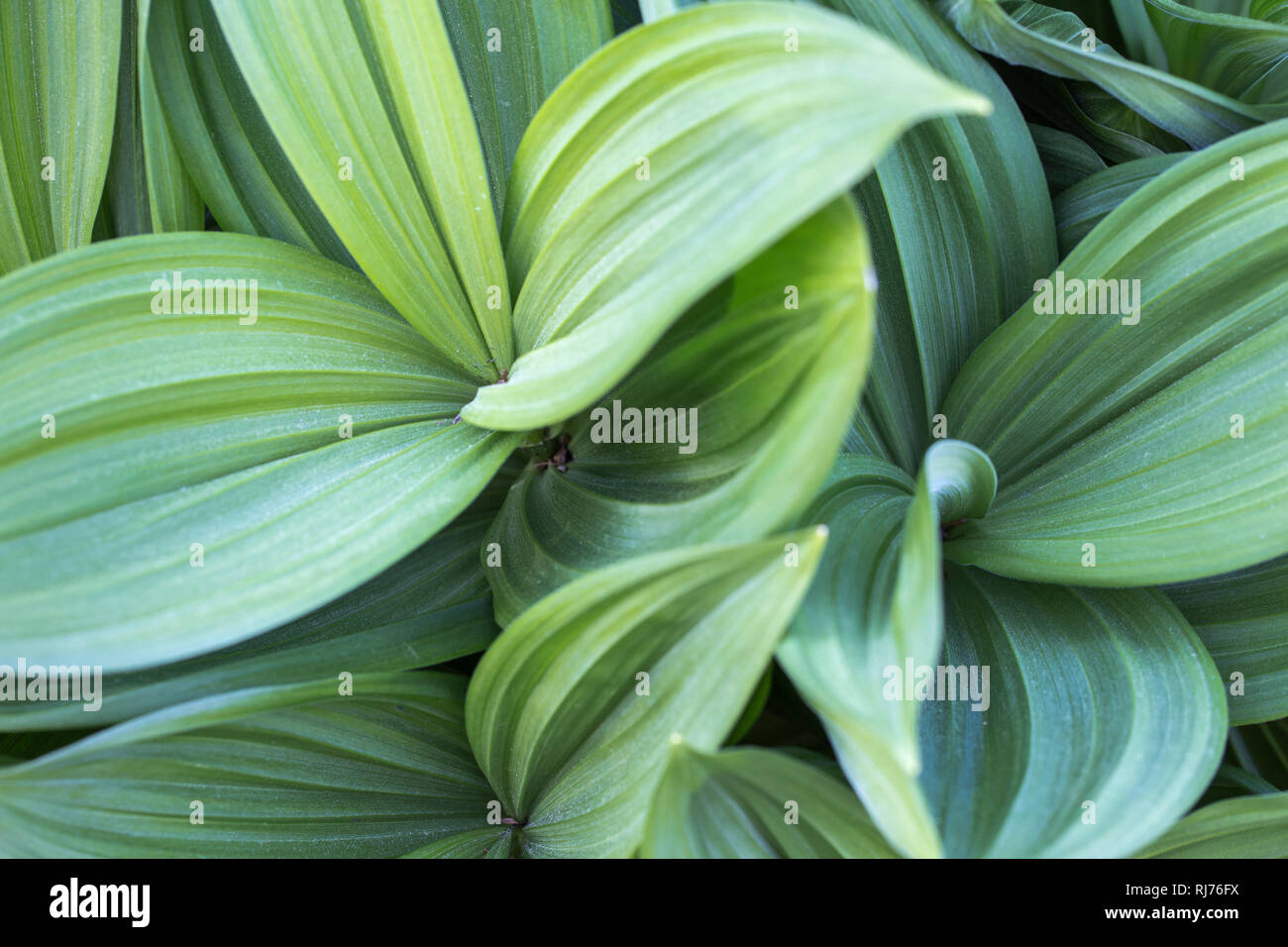 Zierpflanze, gestreifte Blätter in unterschiedlichen Grüntönen, Muster, Hintergrund, Stockfoto