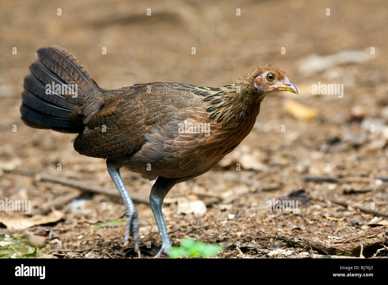 Weibchen, bankivahuhn (Gallus gallus), Kaeng Krachan, Thailand, Asien Stockfoto