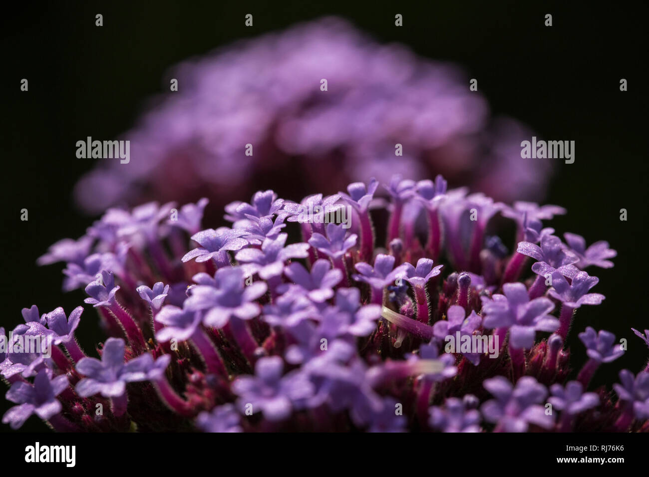 Der Blütenstand patagonisches Verbena bonariensis, Eisenkraut, Nahaufnahme, Stockfoto