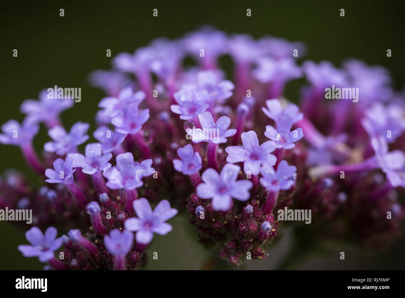 Der Blütenstand patagonisches Verbena bonariensis, Eisenkraut, Nahaufnahme, Stockfoto