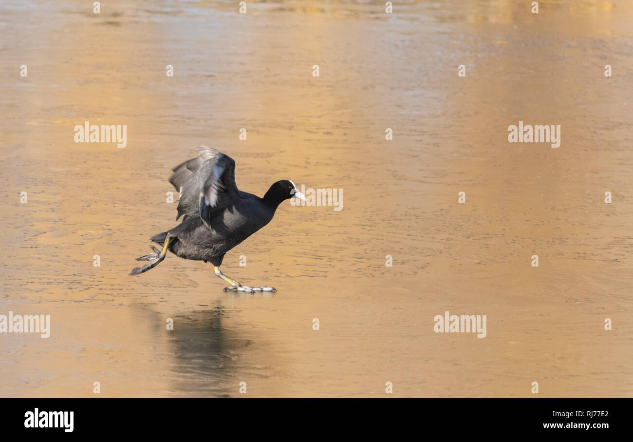 Blässhuhn Fulica atra Wandern auf Eis, London UK Stockfoto