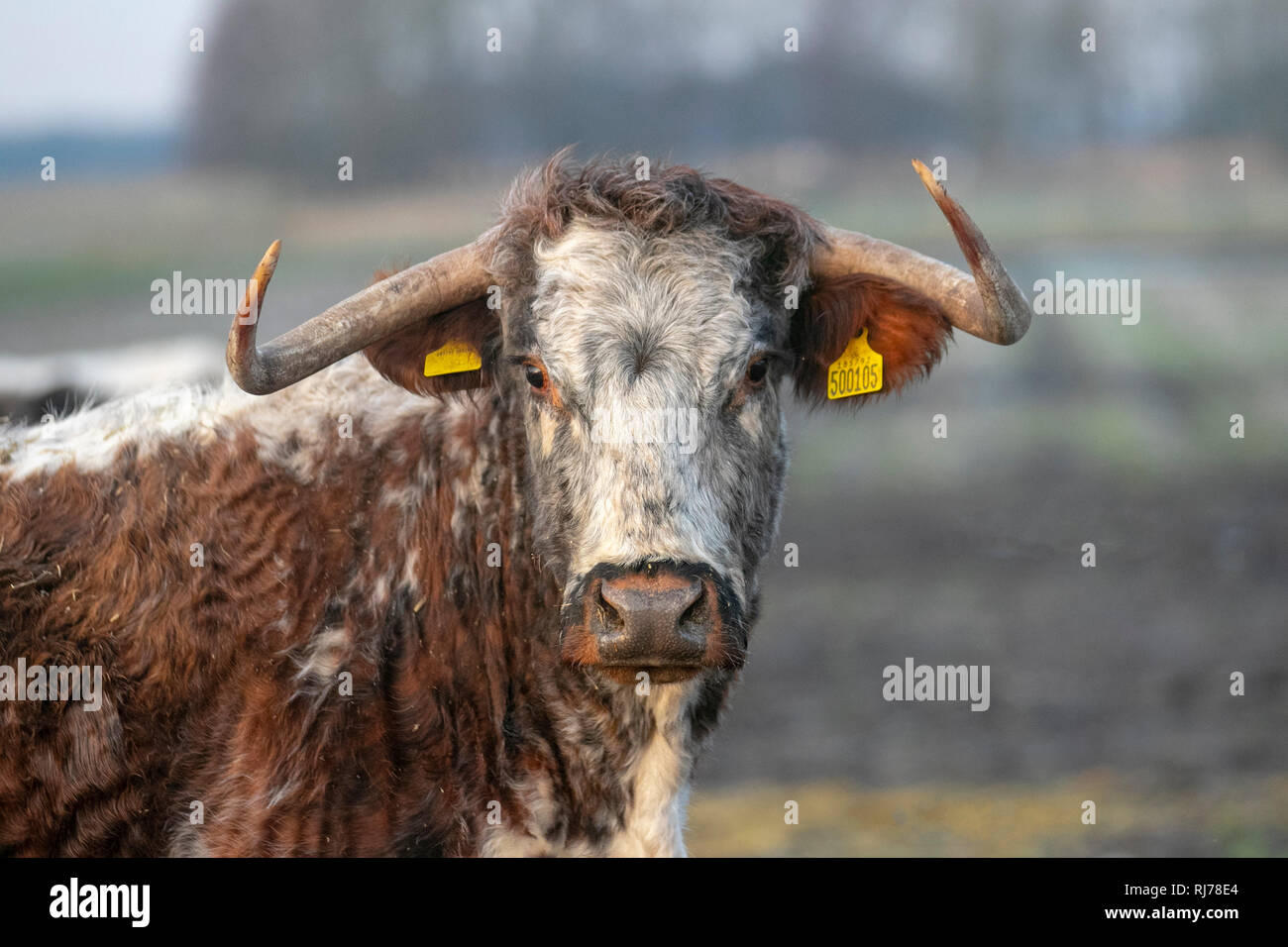 Longhorn Kuh mit Ohrmarken, tierischen Petting Centre, VEREINIGTES KÖNIGREICH Stockfoto