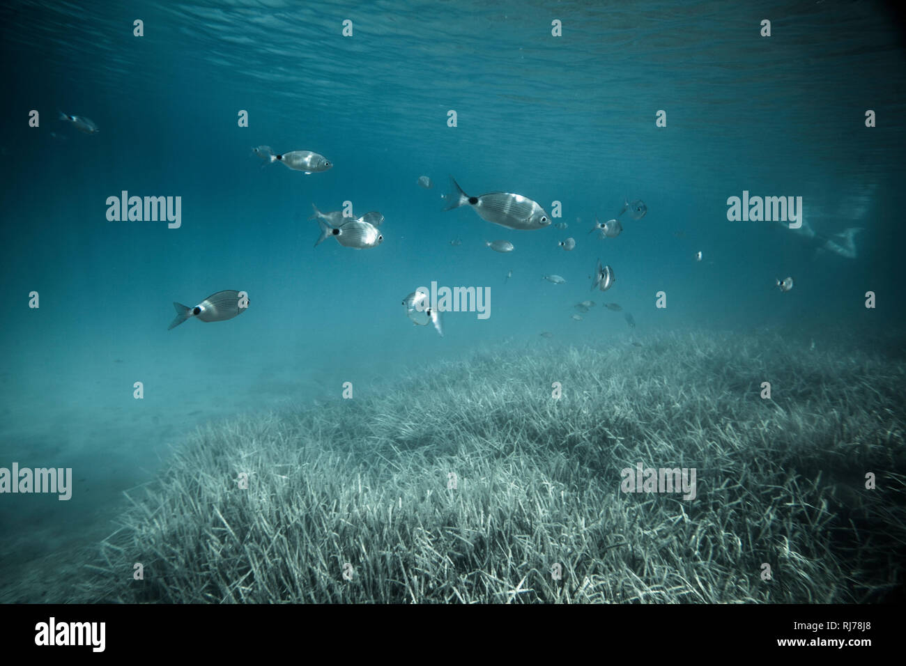 Fischschwarm unter Wasser, Stockfoto