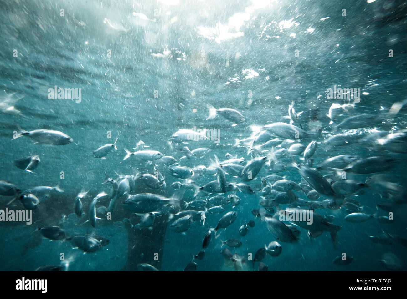 Fischschwarm unter Wasser, Stockfoto