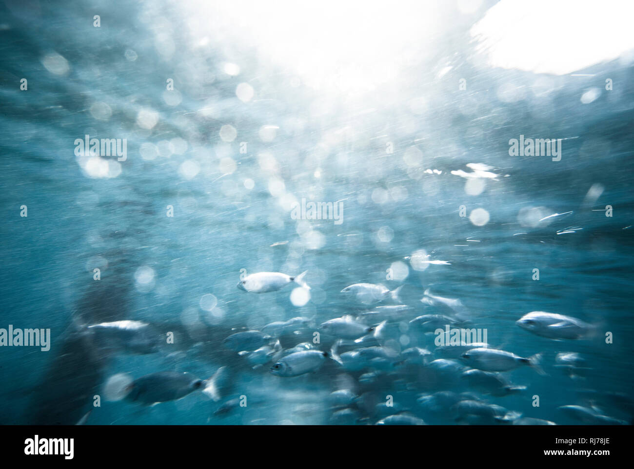 Fischschwarm unter Wasser, Stockfoto