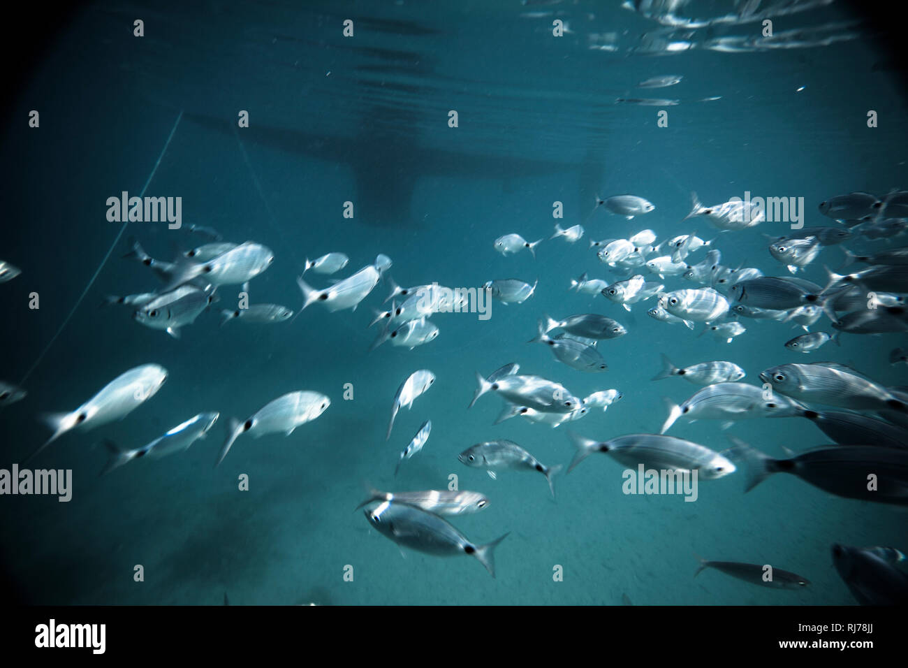 Fischschwarm unter Wasser, Stockfoto