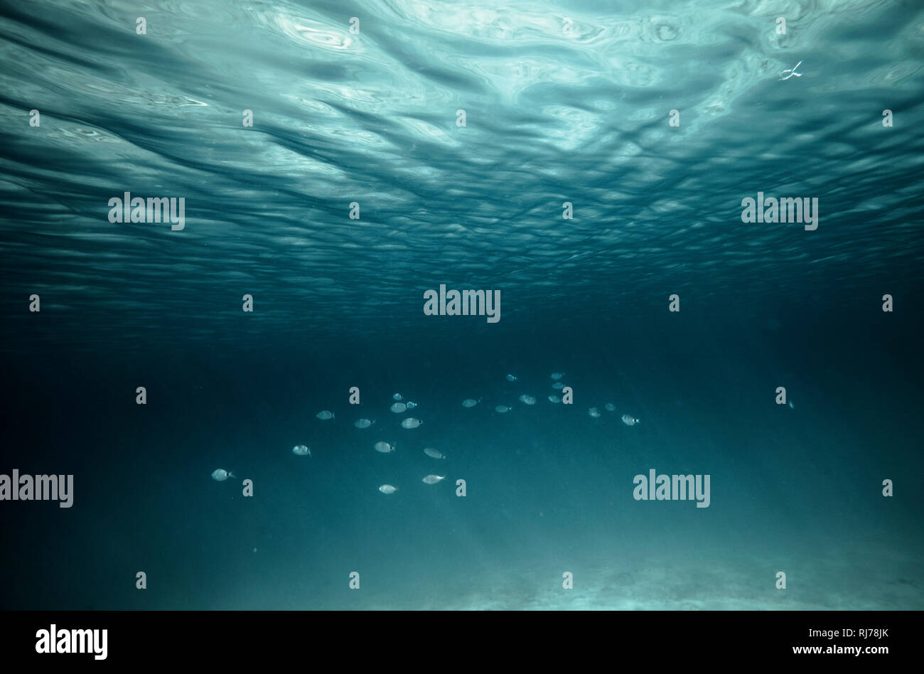 Fischschwarm unter Wasser, Stockfoto