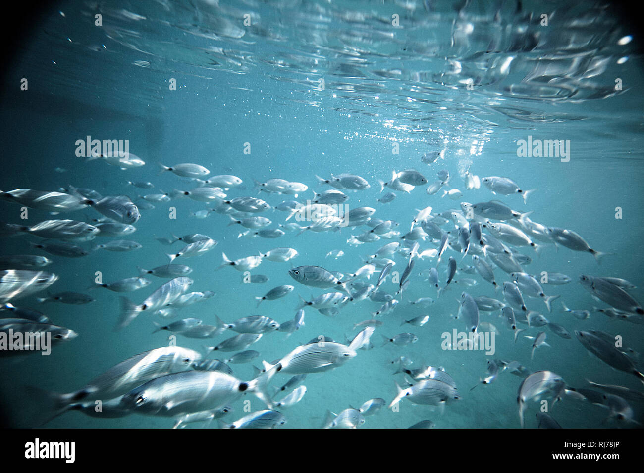 Fischschwarm unter Wasser, Stockfoto