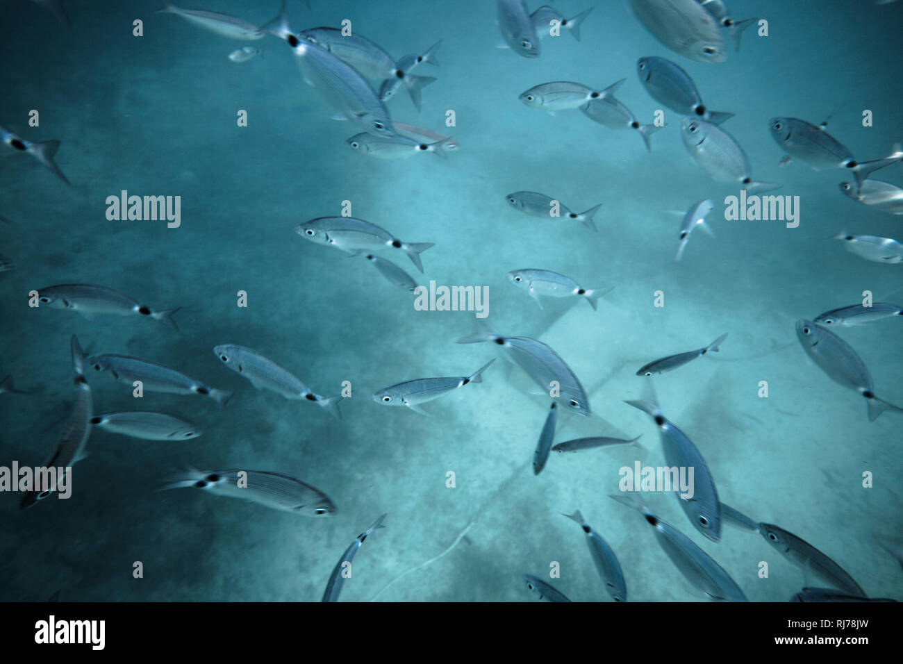 Fischschwarm unter Wasser, Stockfoto